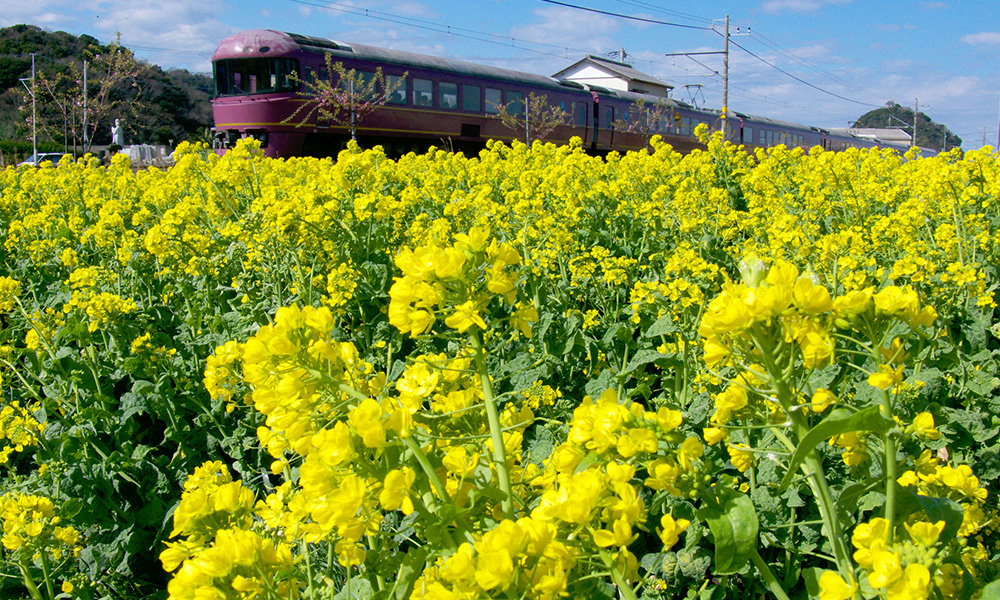日本水仙の花