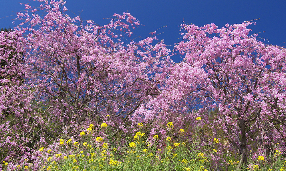 頼朝桜（河津桜）